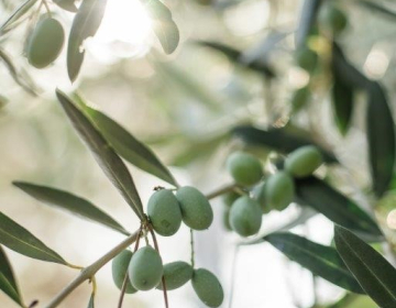 OBVESTILO oljkarjem glede oljčne muhe