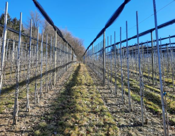 Vabljeni na Dan sadjarsko vinogradniške tehnike