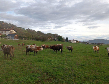 Čreda Rudija Možgana, FOTO: Slovenske novice