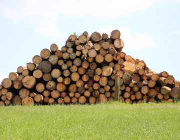 Naložbe v predindustrijsko predelavo lesa
