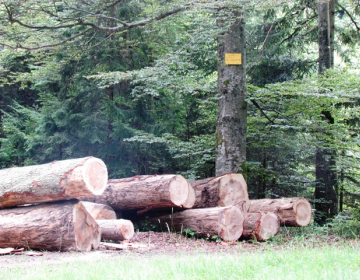 Javna razgrnitev predloga operativnega programa za izvajanje nacionalnega gozdnega programa za obdobje 2022–2026