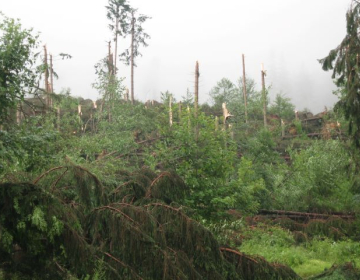 Preverite, kakšno škodo je naredil vetrolom v vašem gozdu