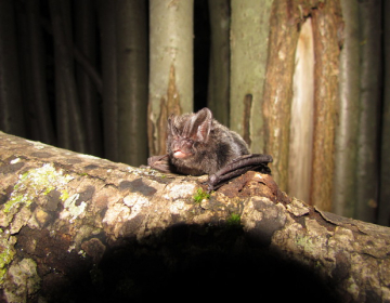 Širokouhi netopir (Barbastells barbastellus), foto: Primož Presetnik