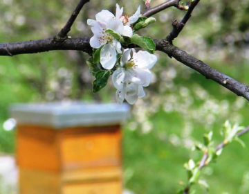 RAZPISI za čebelarje: sofinanciranje čebelarske opreme, zdravil in učnih čebelnjakov
