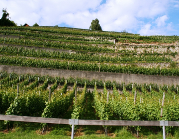 Za obnovo vinogradov je treba spoštovati določena pravila in pogoje