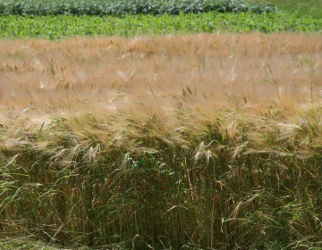 Izzivi pred novo žetvijo pšenice