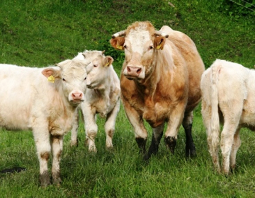 Odbor zahteva, da se zopet uvede proizvodno vezana plačilo za krave dojilje