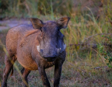 Upravni odbor KGZS tudi o biovarnostnih ukrepih (Foto: Pexels.com)