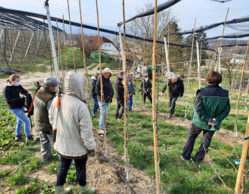 Kaj je optimalna rez za Bonito so člani partnerstva danes usklajevali v sodelovanju s sadjarskim strokovnjakom profesorjem Francijem Štamparjem na posestvu gospoda Antona Koršiča v Artičah.