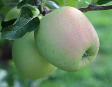 Spremljanje dozorevanja jabolk