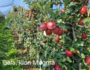 Od inovacij v trženju do sodobnega namakanja