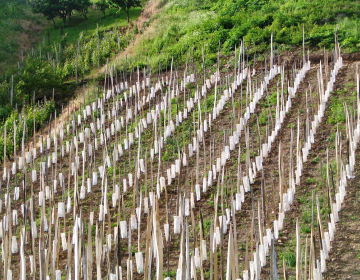 Nujno povečati obnovo vinogradov