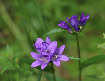 Klobčasta zvončica (Campanula Glomerata)