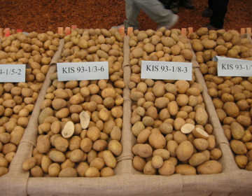 Priporočena sortna lista za krompir v letu 2024
