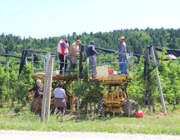 Zaradi pomanjkanja sezonske delovne je vzpostavljen portal povpraševanja po delovni sili.