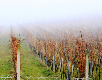 Pomembno za vinogradnike!