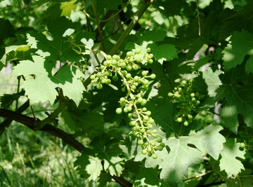 Ponovno krizna destilacija, skladiščenje vina i...