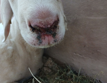 Naši hlevi so postali bolnišnica - ukrepi za zm...