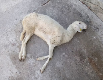 Pogine je treba javiti v Centralni register drobnice