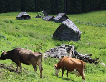 Če ne bo živinoreje, kdo bo skrbel za obdelanost in poseljenost območij z omejeno možnostjo pridelave