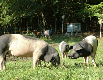 Sledljivost porekla pri krškopoljskih prašičih