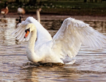 Ptičja gripa pri galebih in labodih (Foto: Pexels - Anthony)