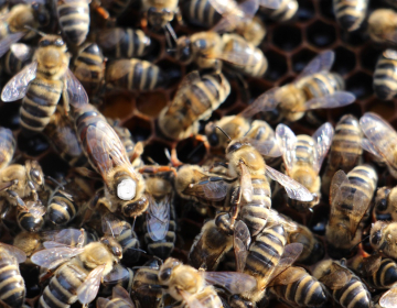 RAZPIS: 57.000 evrov nepovratnih sredstev za čebel...