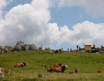 Anketa o pašnih območjih