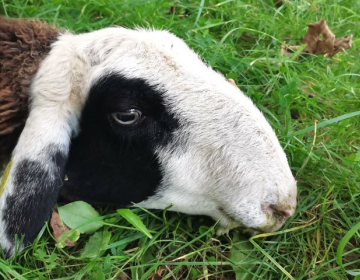 Oskrba ovc med okrevanjem po bolezni modrikaste...