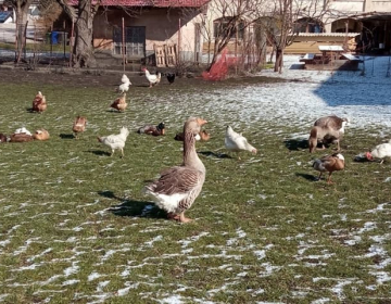 Ptičja gripa spet pri nas