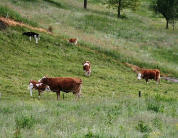 Zaščita kmetijskih proizvodov: seneno meso in B...