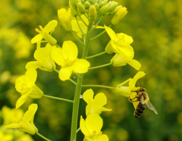 Setev poljin, ki medijo, je koristna za čebelarje, kmete in rodovitnost tal.