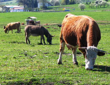 Z zdravimi živalmi priredimo kakovostna in varna živila živalskega izvora.