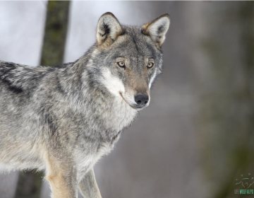 V Sloveniji je okoli 120 volkov, ta številka pa že od leta 2010 strmo narašča.