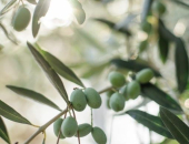OBVESTILO oljkarjem glede oljčne muhe