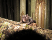Širokouhi netopir (Barbastells barbastellus), foto: Primož Presetnik