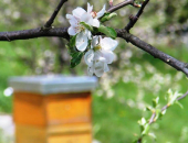 Pri varstvu rastlin na kmetijskih površinah in vrtovih upoštevajte navodila za pravilno rabo, da obvarujete pred zastrupitvijo čebele in druge opraševalce.