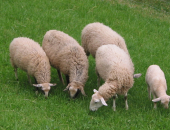 Prehrana mesnih ovc in vzreja jagnjet (rej...