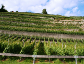 Za obnovo vinogradov je treba spoštovati določena pravila in pogoje