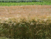 Izzivi pred novo žetvijo pšenice