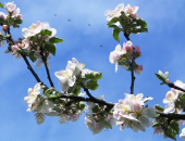 Sredstvo je potrebno zaradi varovanja čebel in drugih opraševalcev uporabiti do najpozneje 14 dni pred cvetenjem jablan