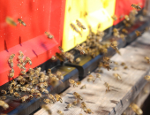 Med novimi gradivi so tudi vsebine z ekološkega čebelarjenja.