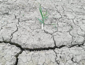 Posledice aprilske suše na kmetijskih rast...