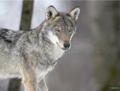 V Sloveniji je okoli 120 volkov, ta številka pa že od leta 2010 strmo narašča.