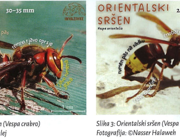 Pojav invazivnega orientalskega sršena v Sloveniji