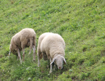 Kako prijaviti višjo silo za kmetijske ukrepe