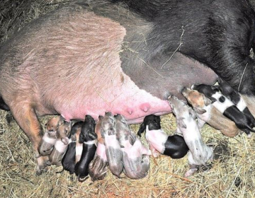 Pripravlja se usposabljanje rejcev za kastracijo pujskov z uporabo anestezije in analgezije