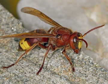 Orientalski sršen - pomagajte z opazovanjem in...