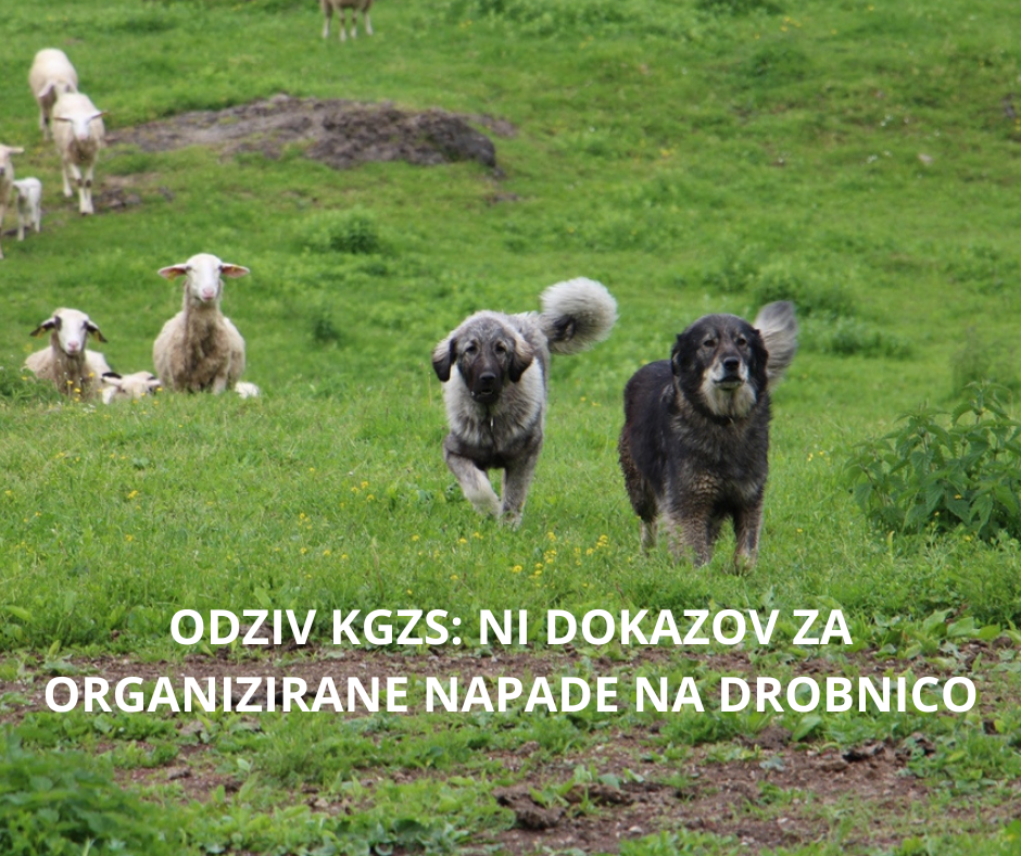 Ni dokazov za organizirane napade na drobnico