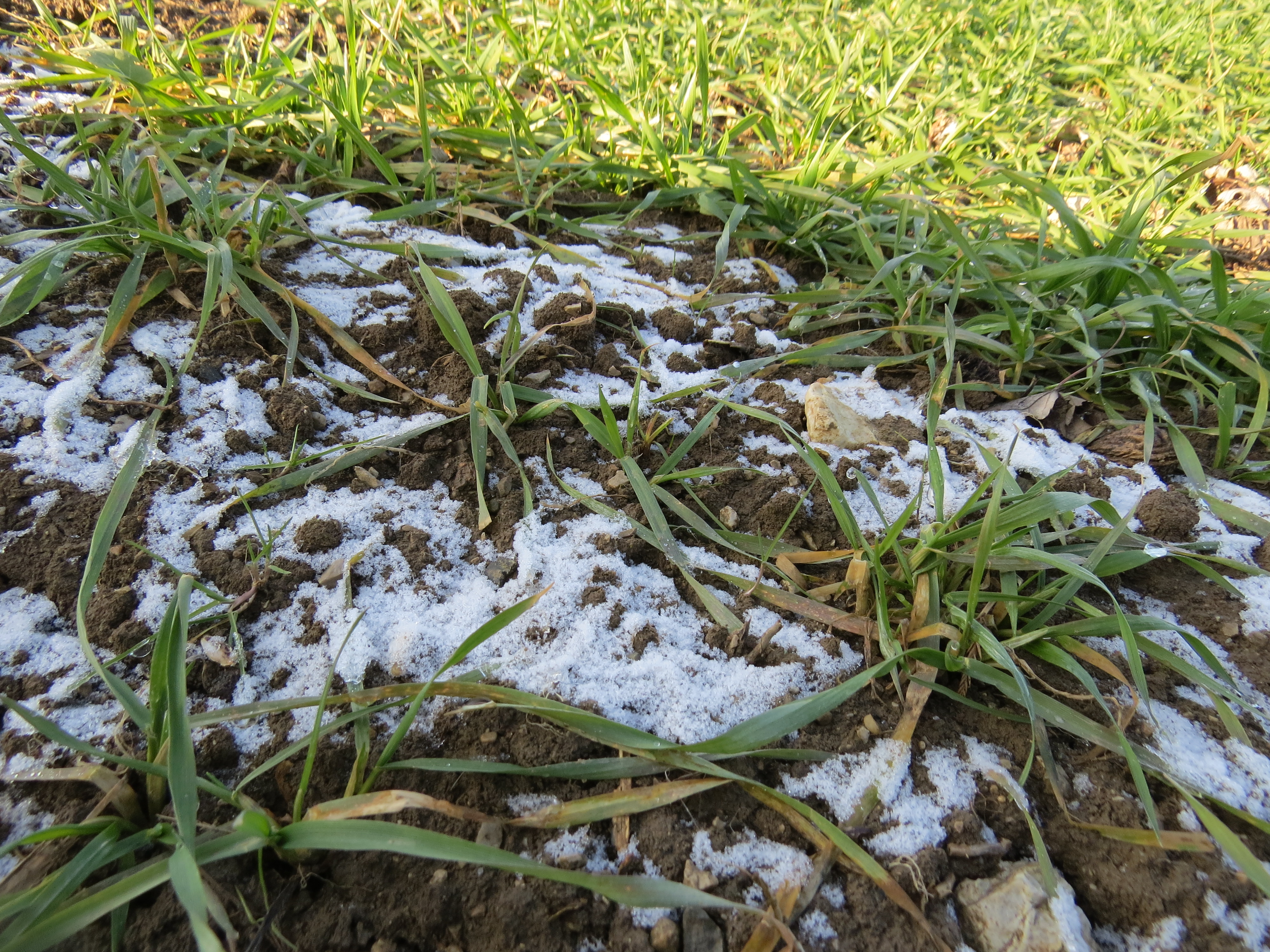 Dokler je tudi po 15.2.2021 na poljih še sneg in so tla zmrznjena, gnojenje še ni dovoljeno. Foto Igor Škerbot
